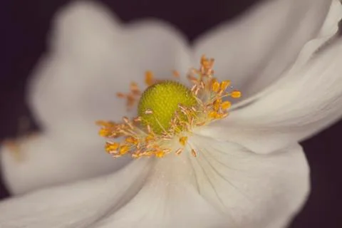 White flower Stock Photos