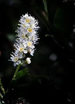 White flower Stock Photos