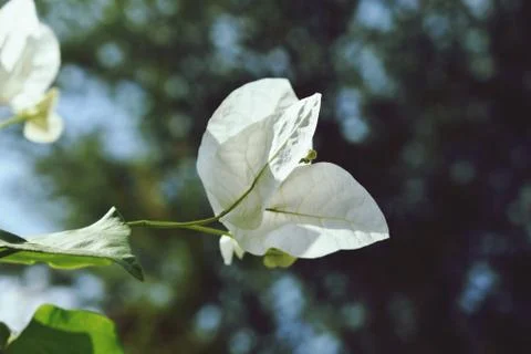 A White Flower Stock Photos
