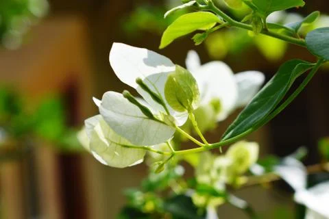 A White Flower Stock Photos