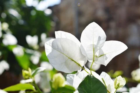A White Flower Stock Photos