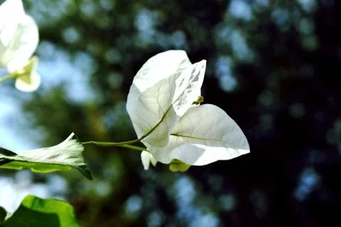 A White Flower Stock Photos