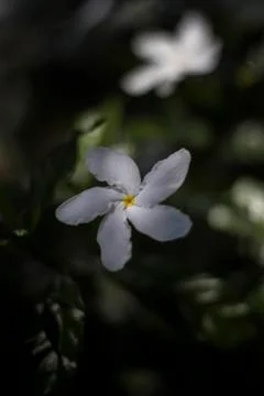 White Flower Stock Photos