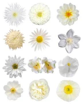 White flower Stock Photos