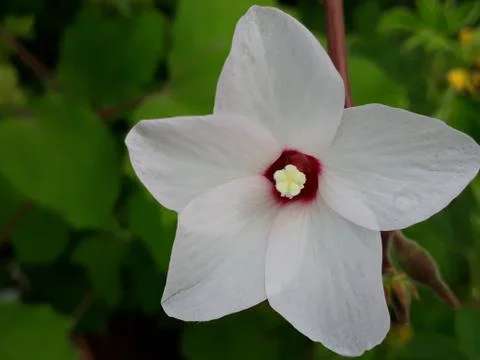 White flower 스톡 사진
