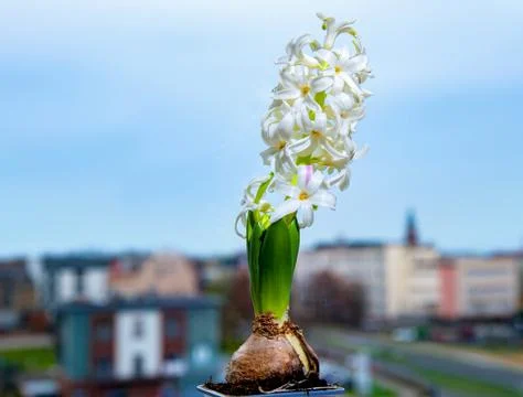 White flower Stock Photos