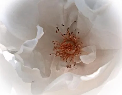 White flower Stock Photos