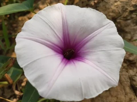 White flower. Stock Photos