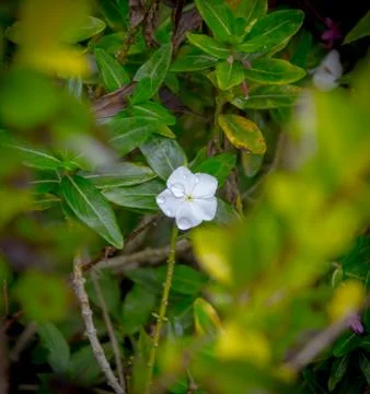 White flower Stock Photos