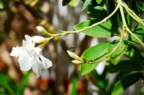 A white flower Stock Photos