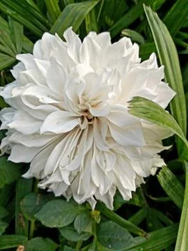 White flower 스톡 사진