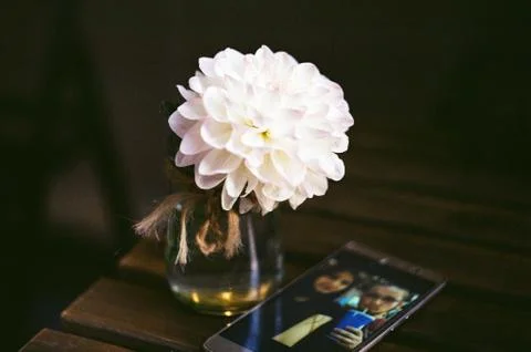 White flower 스톡 사진