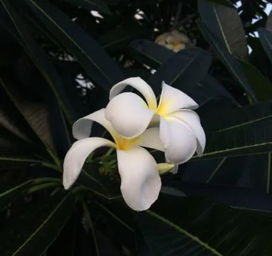 White flower Stock Photos