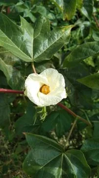 White flower Stock Photos