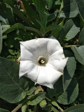 White flower Stock Photos