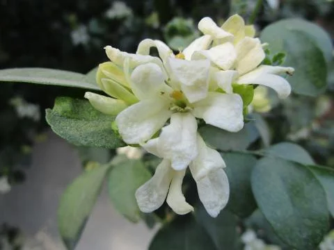 White flower Stock Photos