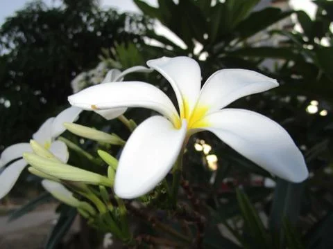 White flower Stock Photos