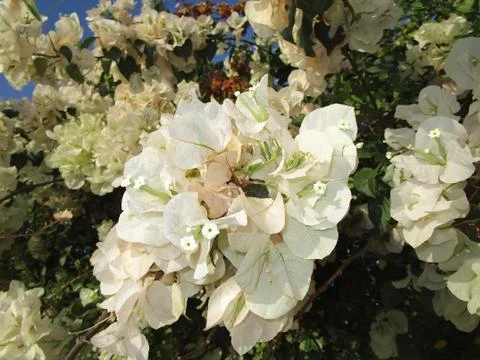 White flower Stock Photos