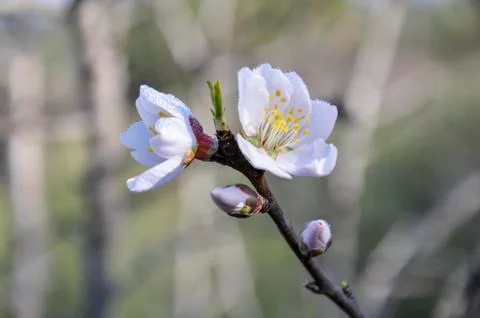 White flower Stock Photos