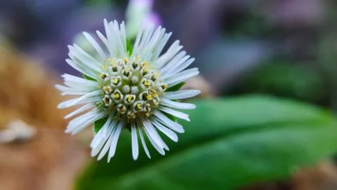 White Flower 写真素材