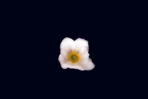 White flower Stock-Fotos