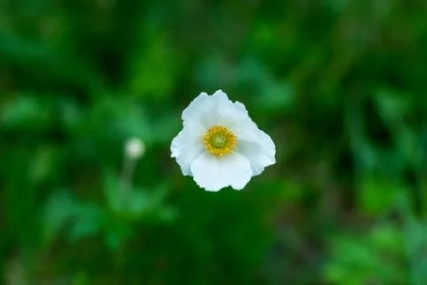 White flower Stock-Fotos