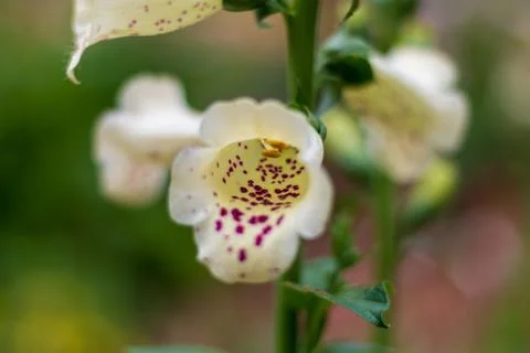 White flower 스톡 사진