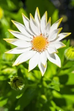 White flower Stock Photos