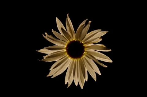White flower Stock Photos