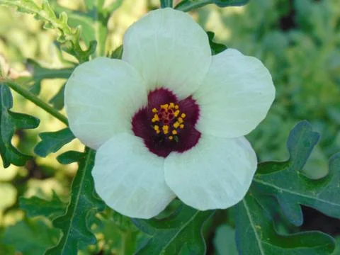White flower 写真素材