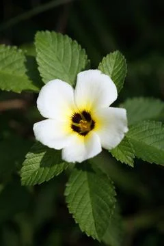 White flower Stock Photos