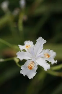 White flower Stock Photos