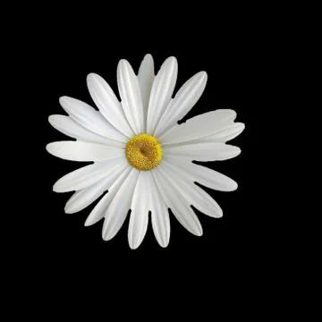 White flower Stock Photos