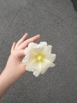 White flower Stock Photos