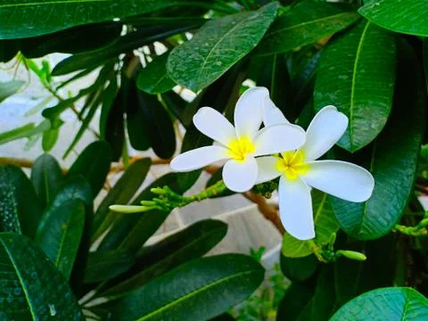 White Flower Stock Photos