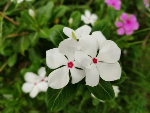White flower Stock Photos
