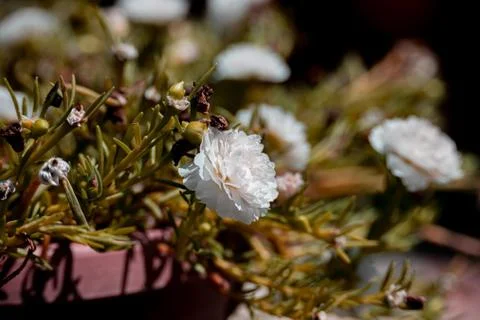 White Flower Stock Photos