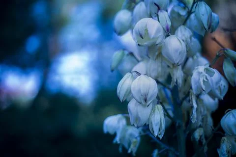 White Flower Stock Photos