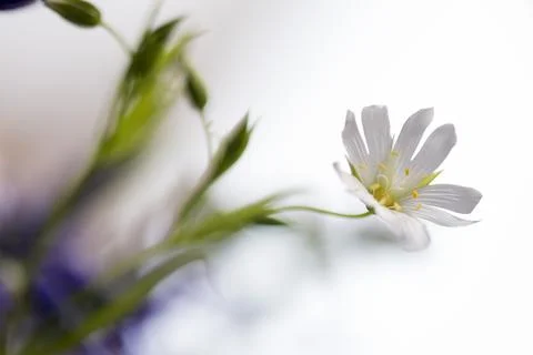White flower Stock-Fotos