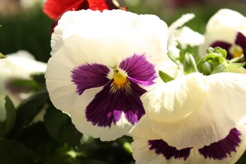 White flower Stock Photos