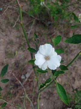 White flower Stock Photos