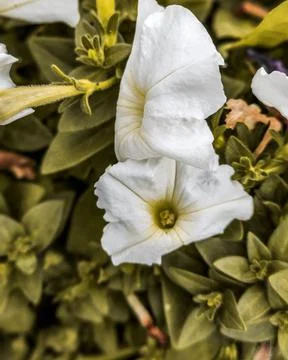 The White Flower Stock Photos