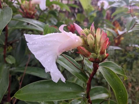 White flower Stock Photos