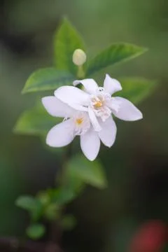 White flower Stock Photos
