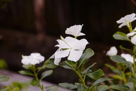 White Flower Stock Photos