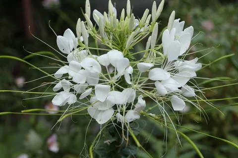 White flower Stock Photos