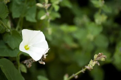White Flower Stock Photos
