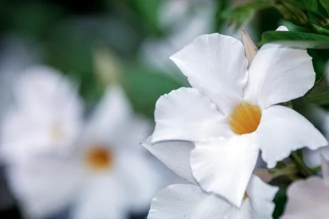A white Flower Stock Photos