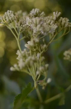 White flower Stock Photos