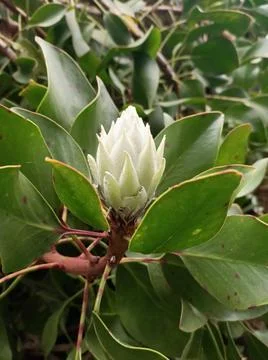 White flower Stock Photos